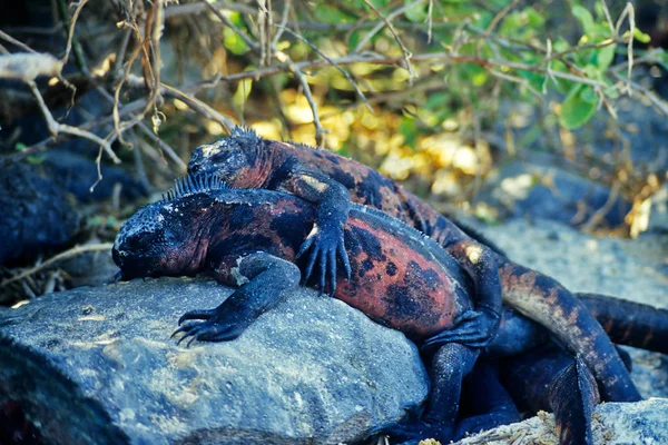 Animal Lagarto Exótico Réptil Iguana — Fotografia de Stock