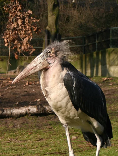 Cet Oiseau Drôle Dans Zoo Duisburg Aujourd Hui Semble Avoir — Photo