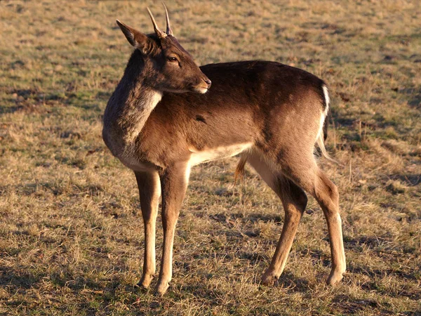 Vue Panoramique Beaux Cerfs Nature — Photo