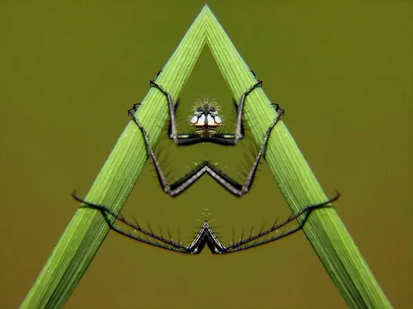 Close Bug Natureza Selvagem — Fotografia de Stock