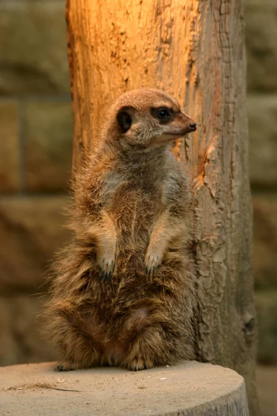 Janvier 2005 Lors Visite Petit Parc Animalier Parce Faisait Froid — Photo