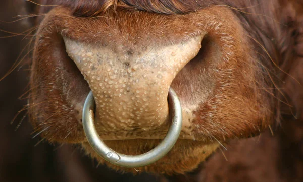 Als Boeren Wei Stier Mijn Favoriet Dus Ging Detail Beweringen — Stockfoto