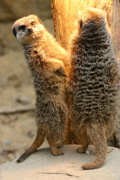 Vilda Suricatta Meerkat Djur — Stockfoto