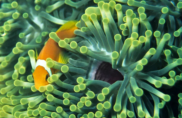 Peces Payaso Mar Bajo Agua —  Fotos de Stock