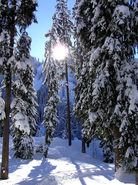 有树木的冬季森林 被雪覆盖的木头 — 图库照片