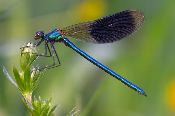 Primo Piano Macro Vista Insetti Libellula — Foto Stock