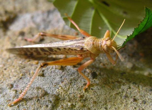 Sprinkhaneninsect Ongewervelde Bidwants — Stockfoto