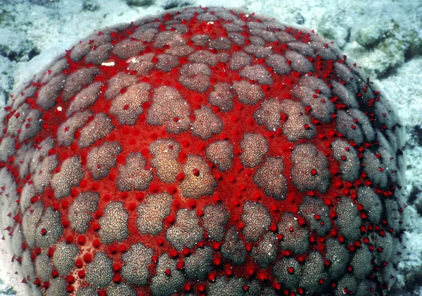 Maldivas Oficialmente República Das Maldivas Uma Pequena Nação Insular Sul — Fotografia de Stock