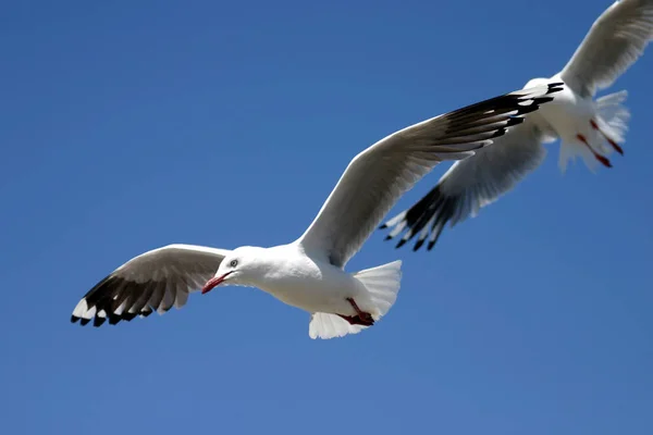 Vacker Utsikt Över Vackra Måsar Fåglar — Stockfoto