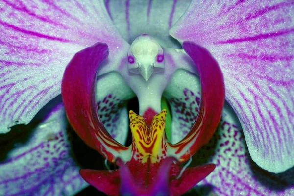 Schöne Orchideenblumen Blütenblätter Flora — Stockfoto