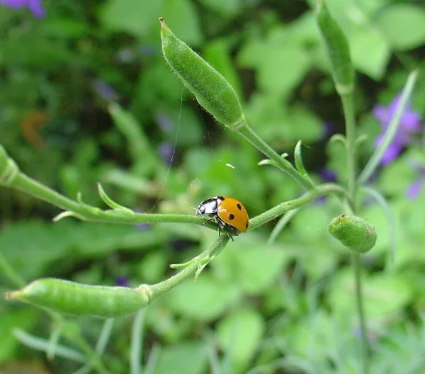 Vista Cerca Lindo Insecto Mariquita —  Fotos de Stock