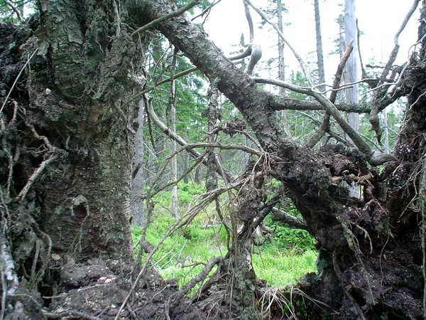 樹脂中の森林絶滅 — ストック写真