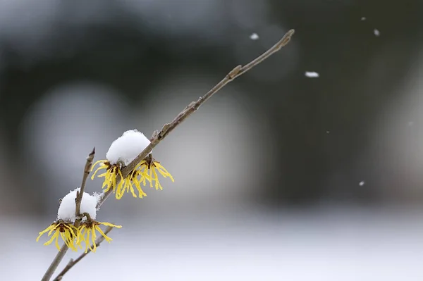 Vackra Blommor Blommigt Koncept Bakgrund — Stockfoto