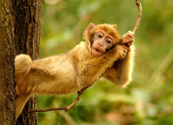 Criado Floresta Macacos Malchow — Fotografia de Stock