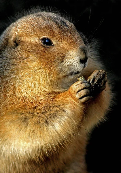 Animales Diferentes Enfoque Selectivo — Foto de Stock