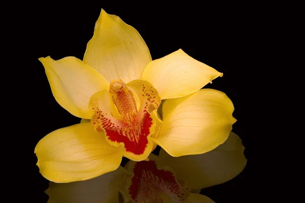 Orkide Çiçekleri Çiçek Yaprakları — Stok fotoğraf
