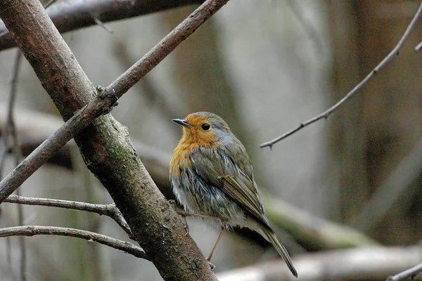 Vacker Utsikt Över Vacker Fågel Naturen — Stockfoto