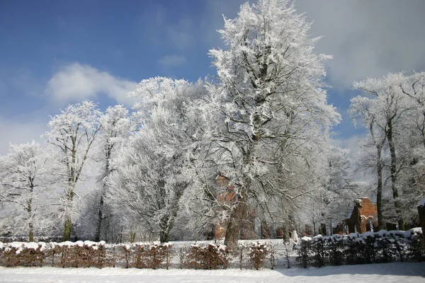 데나의 리메덮인 떡갈나무는 300D 촬영되었다 — 스톡 사진