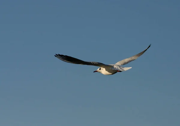 Aussichtsreiche Aussicht Auf Schöne Vögel Der Natur — Stockfoto