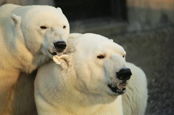 白いホッキョクグマや野生動物 — ストック写真