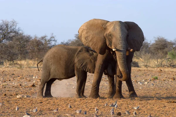 사바나의 코끼리 동물인 코끼리 — 스톡 사진