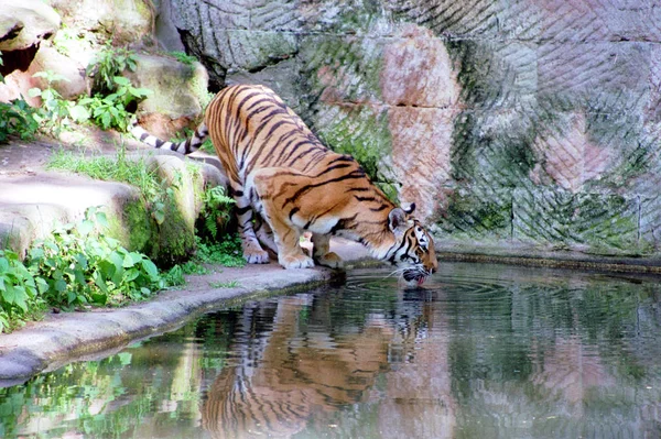 Großaufnahme Von Tier Zoo — Stockfoto