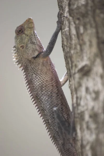 Primer Plano Lagarto Hábitat Concepto Salvajismo — Foto de Stock