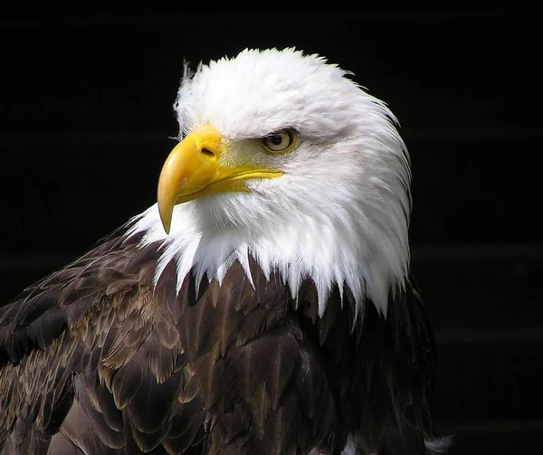 scenic view of majestic bald eagle