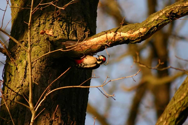 Specht Vogel Der Natur Fauna — Stockfoto