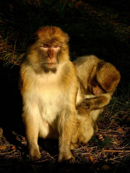 Monkey Primate Animal Wildlife — Stock Photo, Image