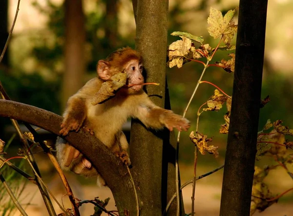 Scimmia Animale Mammifero Primate — Foto Stock