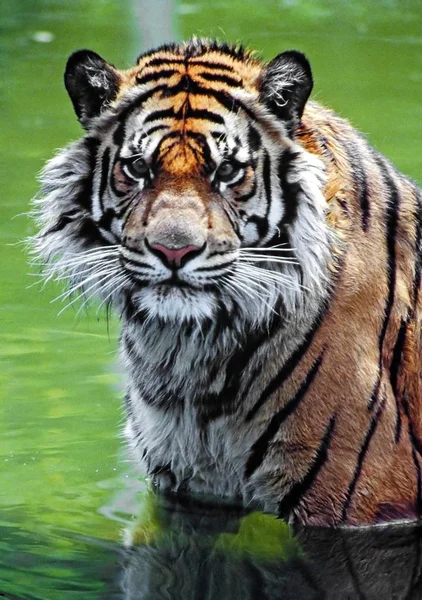 Feline Predator Wild Tiger — Stock Photo, Image