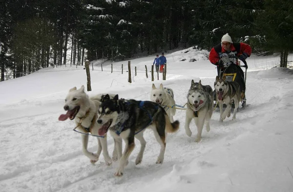 Tiro Aire Libre Perros Lindos —  Fotos de Stock