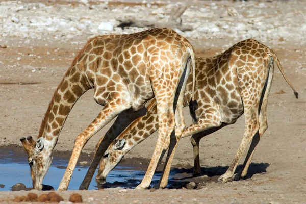 Grote Bruine Giraffe Dier Flora Fauna Natuur — Stockfoto