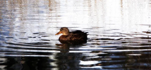 Bird Watching Shot Ducks Wild Nature — Stock Photo, Image