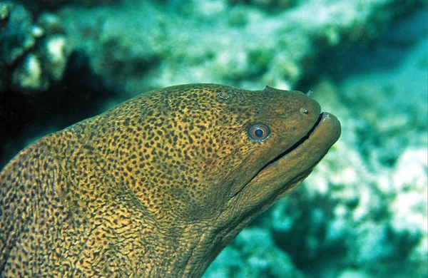 Moray Fish Moray Anguila Aguas Profundas — Foto de Stock