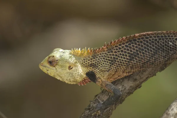 Exotic Wild Lizard Reptile Animal — Stock Photo, Image