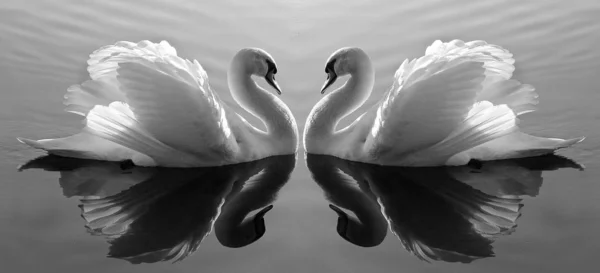 Photo Noir Blanc Cygnes Dans Lac — Photo