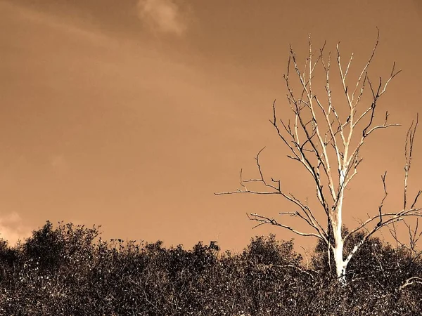 Pouze Přes Kontrastní Vylepšení Stromu Opravdu Bílá Segmentace Obrazu Přesně — Stock fotografie