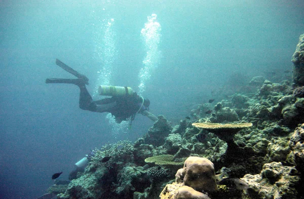 암초에서 잠수하는 사람들 — 스톡 사진