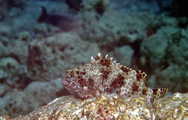 Honeycomb Perch — 스톡 사진