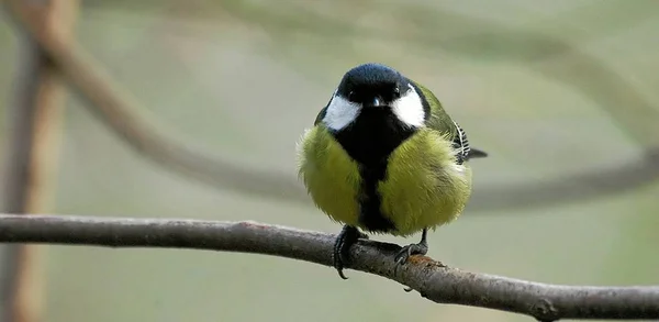 Vue Panoramique Bel Oiseau Nature — Photo