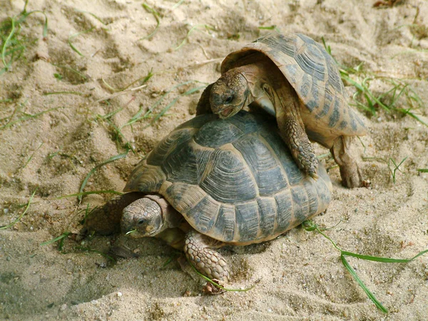 Närbild Djur Zoo — Stockfoto