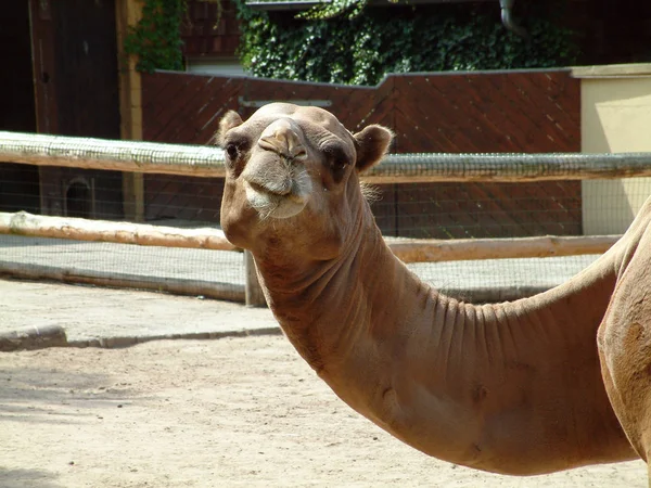 Animal Camello Fauna Natural Equina — Foto de Stock