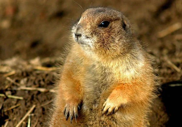 Primer Plano Los Animales Zoológico — Foto de Stock