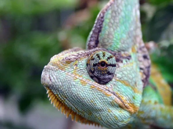 Lizard Animal Iguana Reptile — Stock Photo, Image