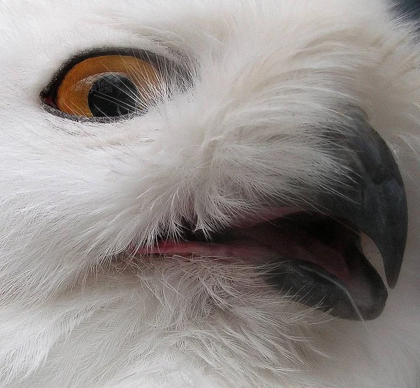 Búhos Nevados Plumas Aves Blancas —  Fotos de Stock