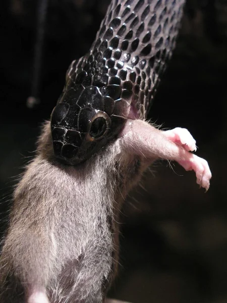 Encerramento Animais Jardim Zoológico — Fotografia de Stock