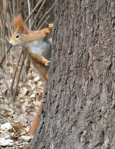 Wildlife Scene Beautiful Nature — Stock Photo, Image