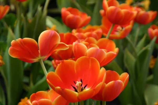 Primavera Despertar Flor Tulipa — Fotografia de Stock